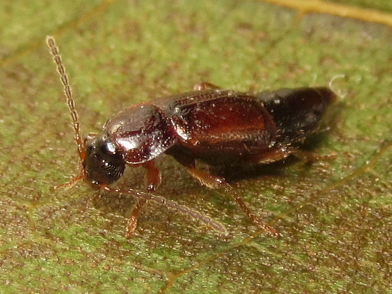 Staphylinidae: Omaliinae ?